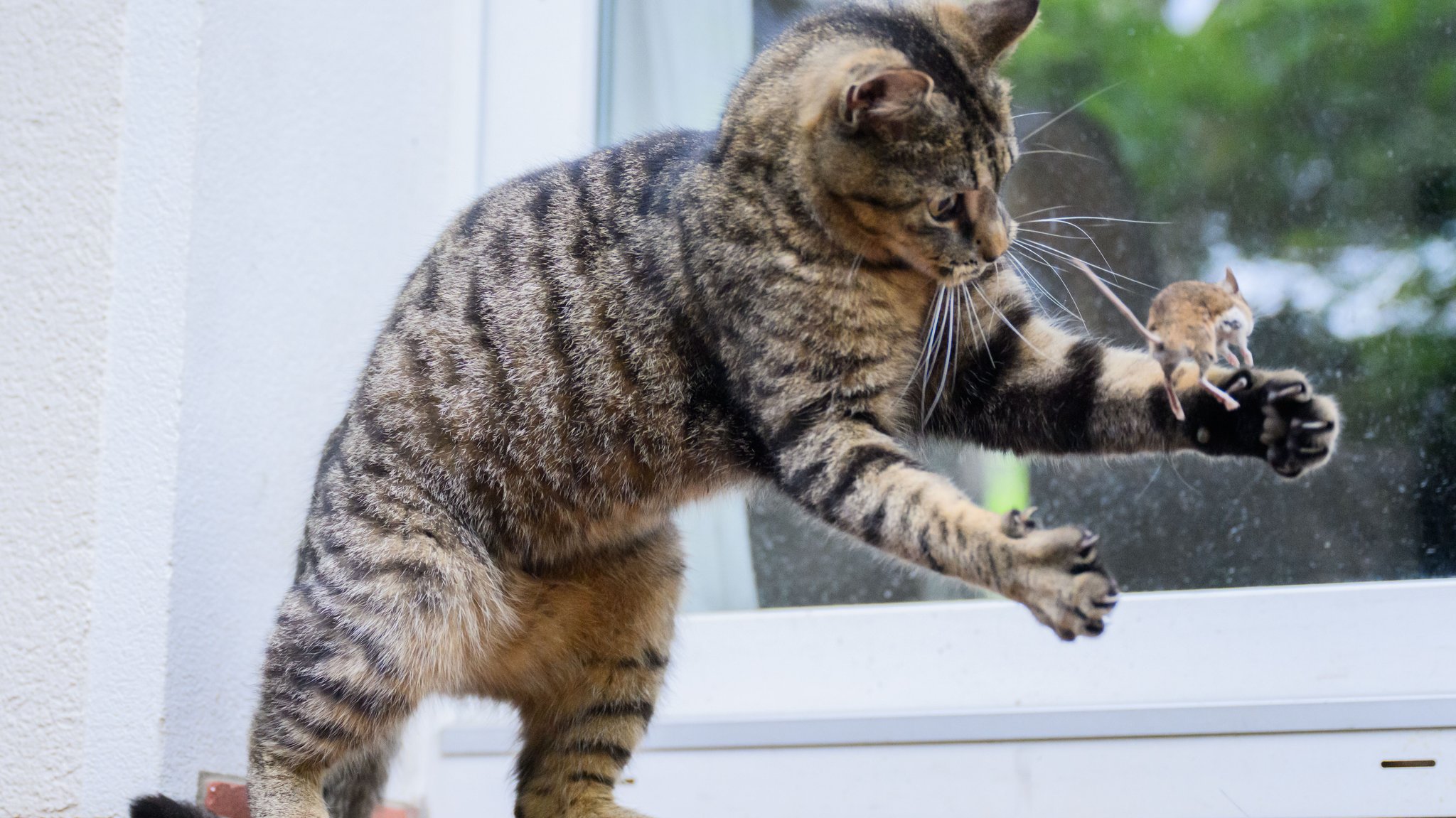 Was (Haus-)Tierbesitzer über das Bornavirus wissen sollten