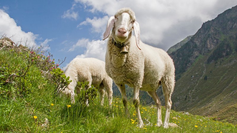 Schafe grasen auf einer Wiese