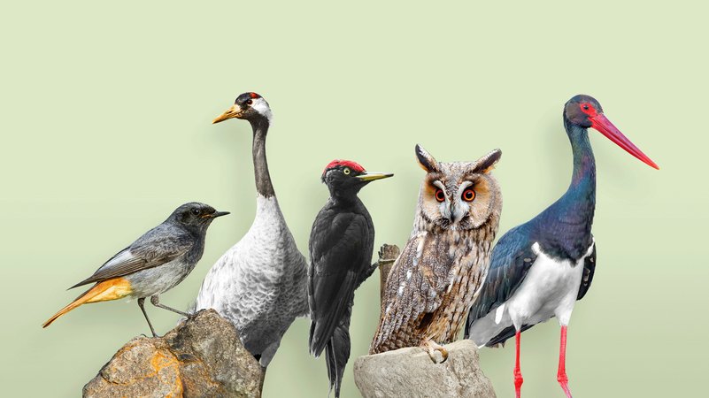 Hausrotschwanz, Kranich, Schwarzspecht, Schwarzstorch und Waldohreule. | Bild: NABU/LBV Hausrotschwanz, Kranich, Schwarzspecht, Schwarzstorch und Waldohreule.