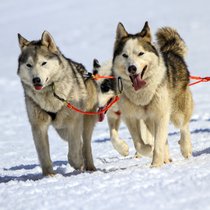 Schlittenhunde - Abenteurer auf vier Pfoten | Bild: Colourbox.com/Elena Duvernay