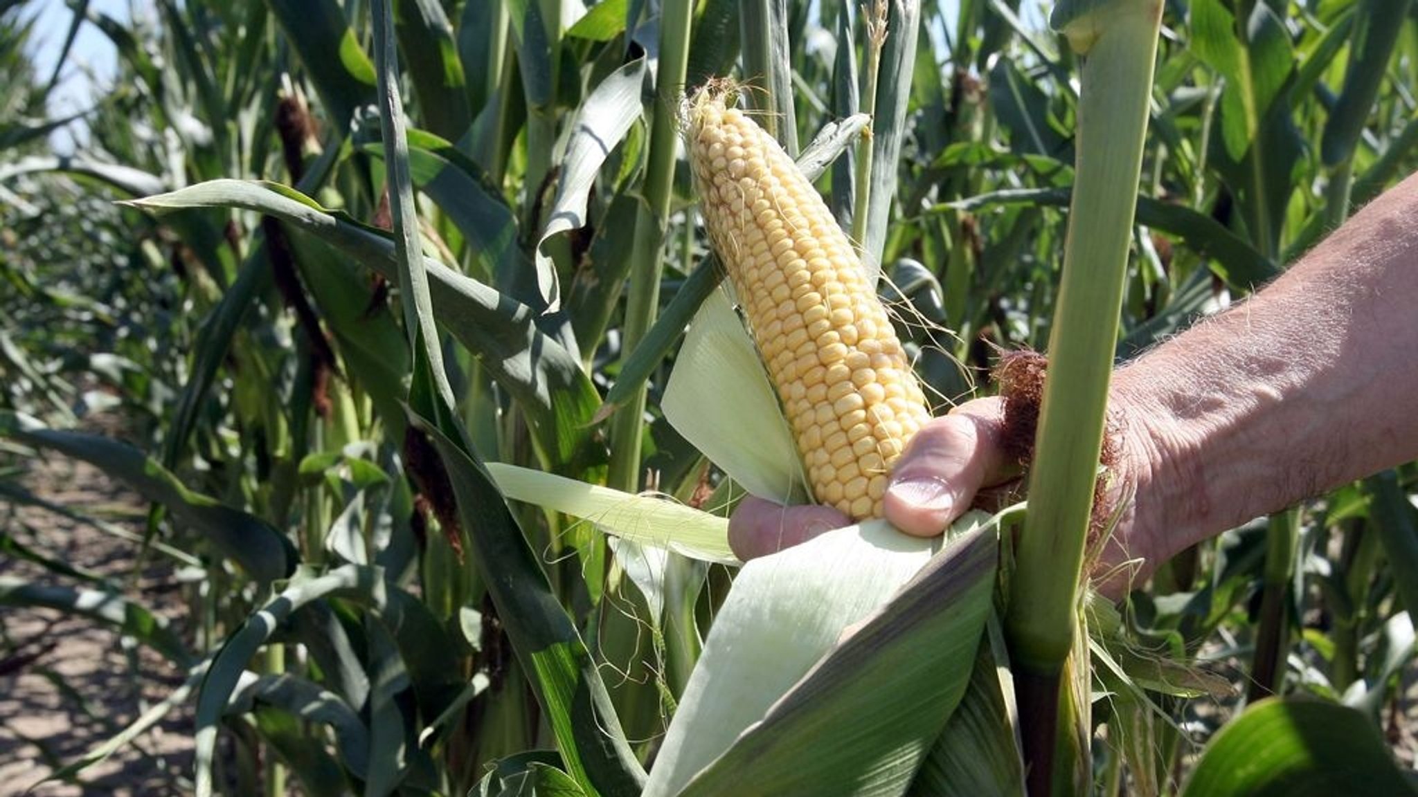 Eine Hand hält in einem Versuchsfeld des Landwirtschaftlichem Technologiezentrum Augustenberg bei Forchheim einen Maiskolben. 