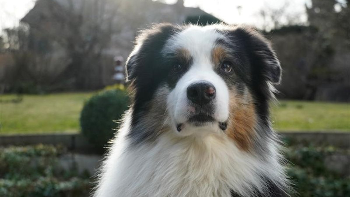 Zum zweiten Mal Lebensretter: Hund Barney rettet Vermissten