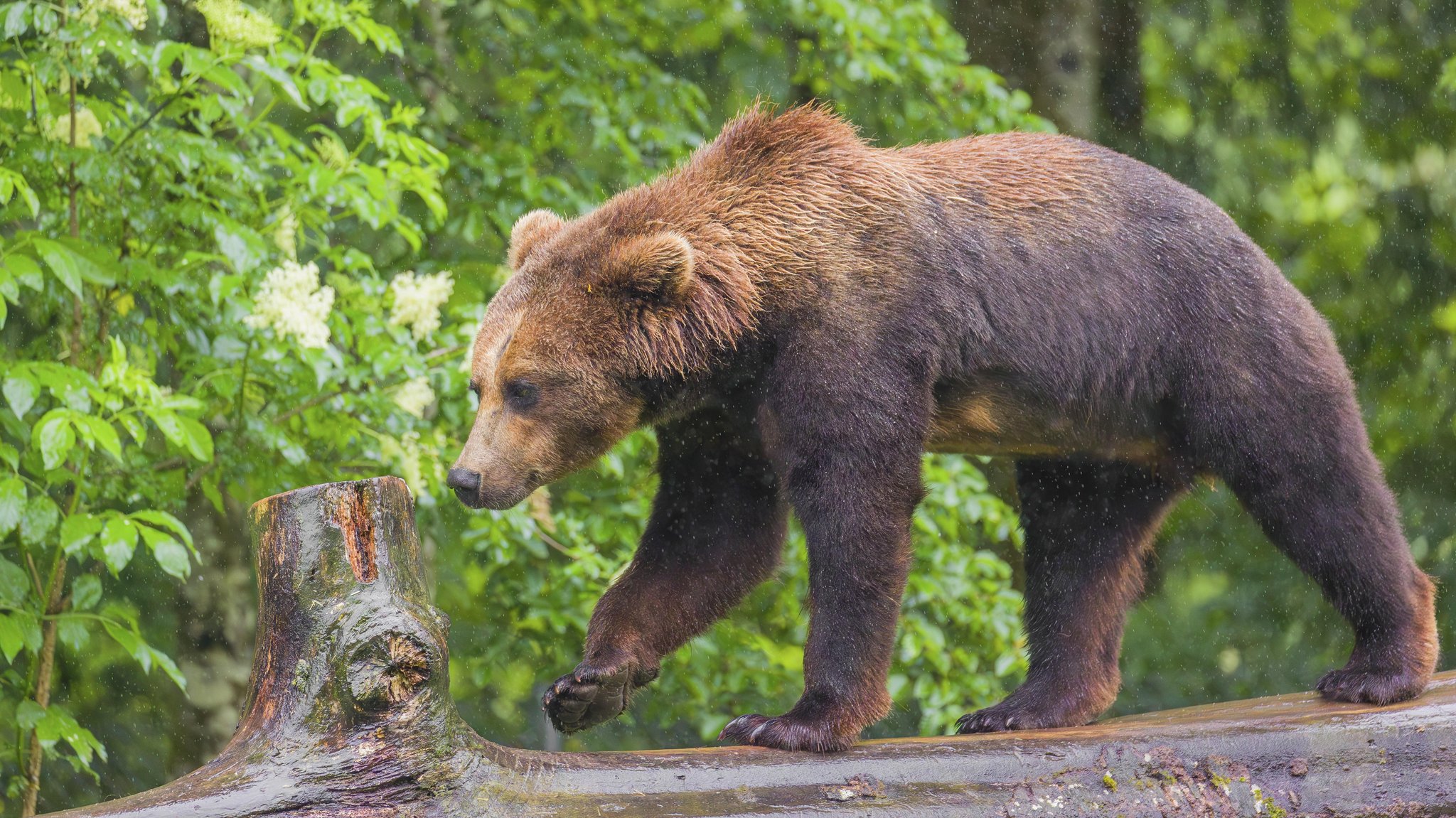 Junger europäischer Braunbär (Symbolbild).