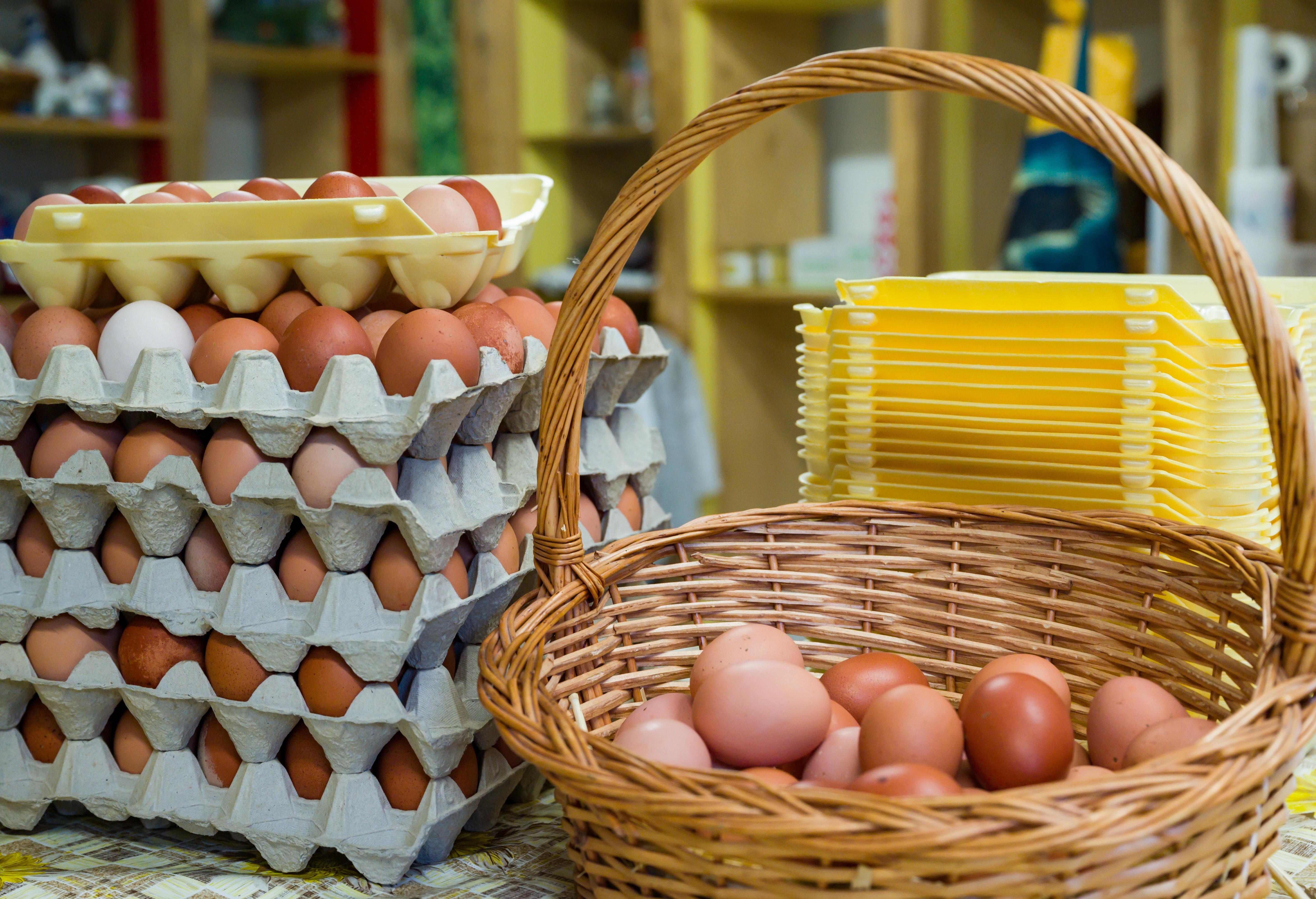 Klimafreundliche Eier gibt es bei entsprechender Fütterung (Symbolbild) 