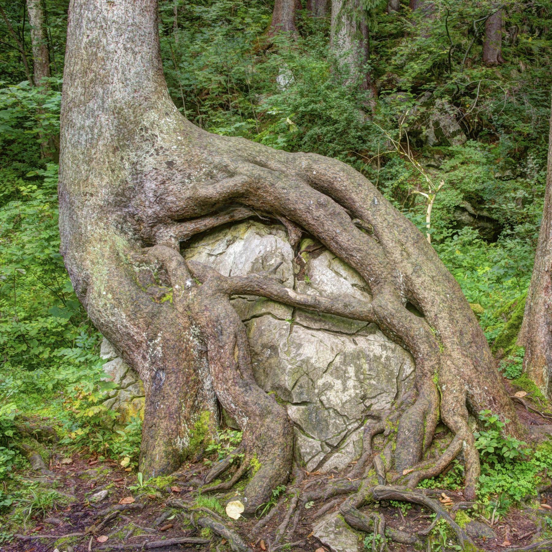 Neue Wurzeln schlagen – ein Feiertags-Feuilleton