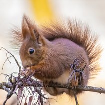 Eichhörnchen - Kletternde Kobolde | Bild: BR/Markus Konvalin