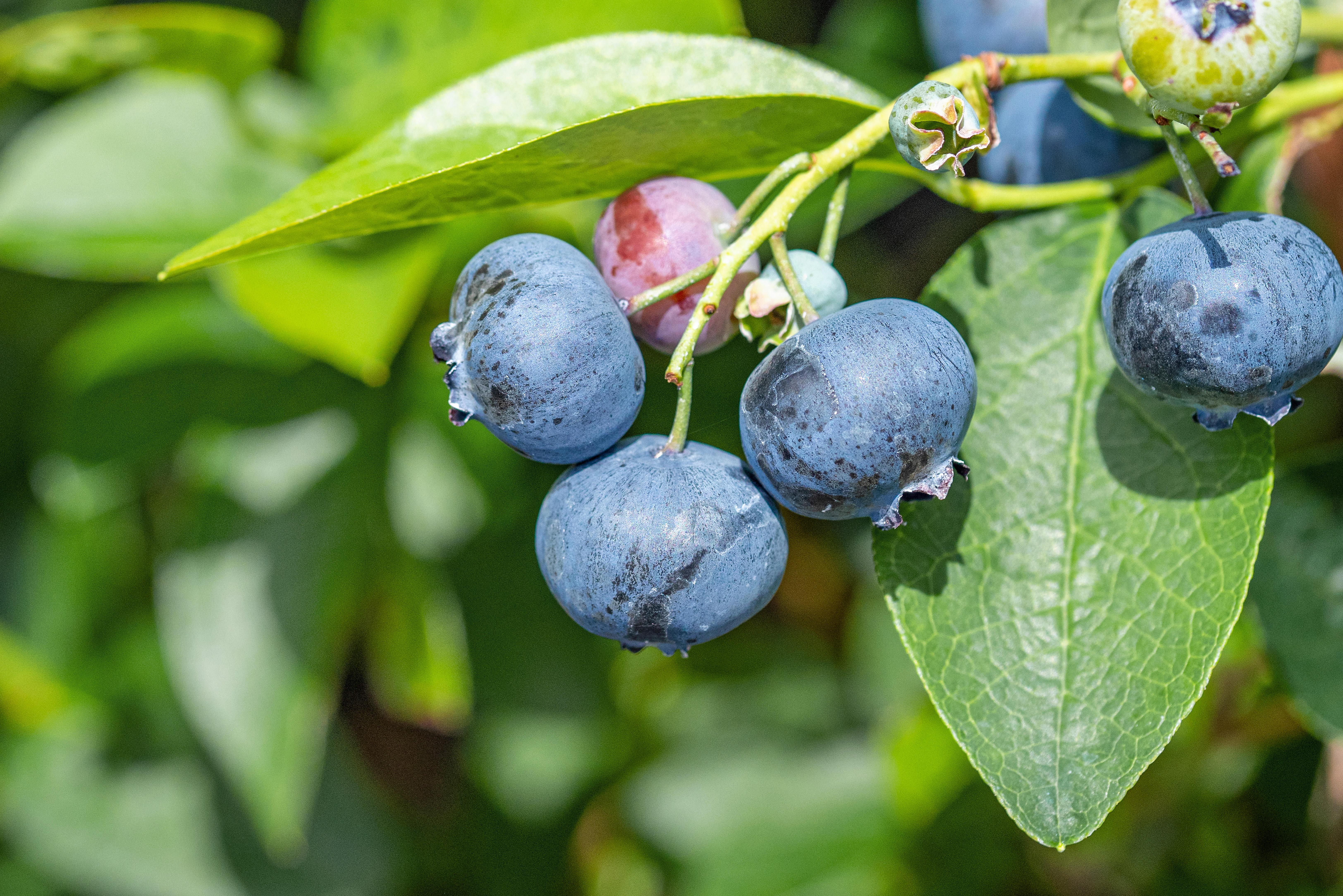 Heidelbeeren an einem Ast