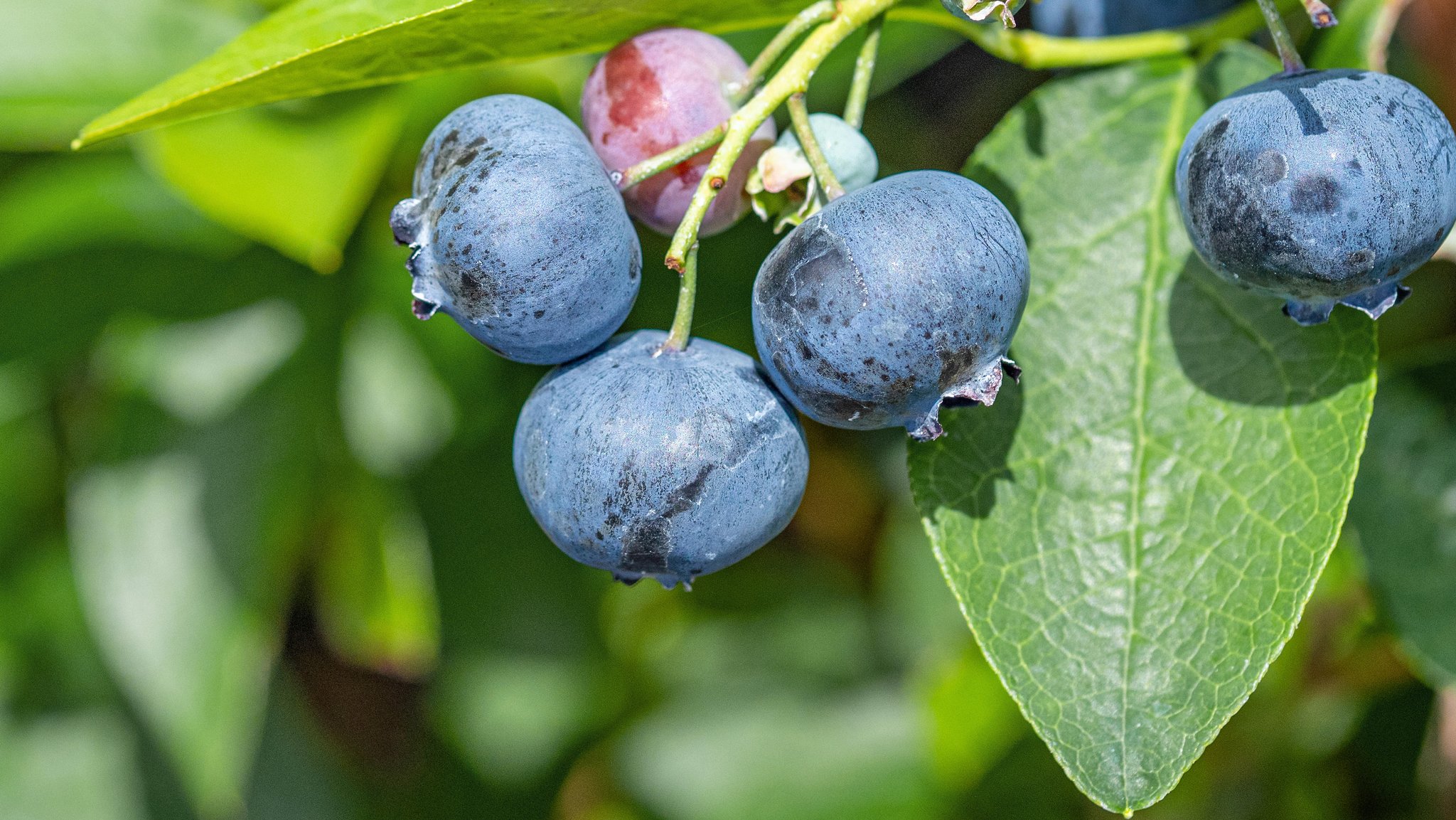 Heidelbeeren an einem Ast