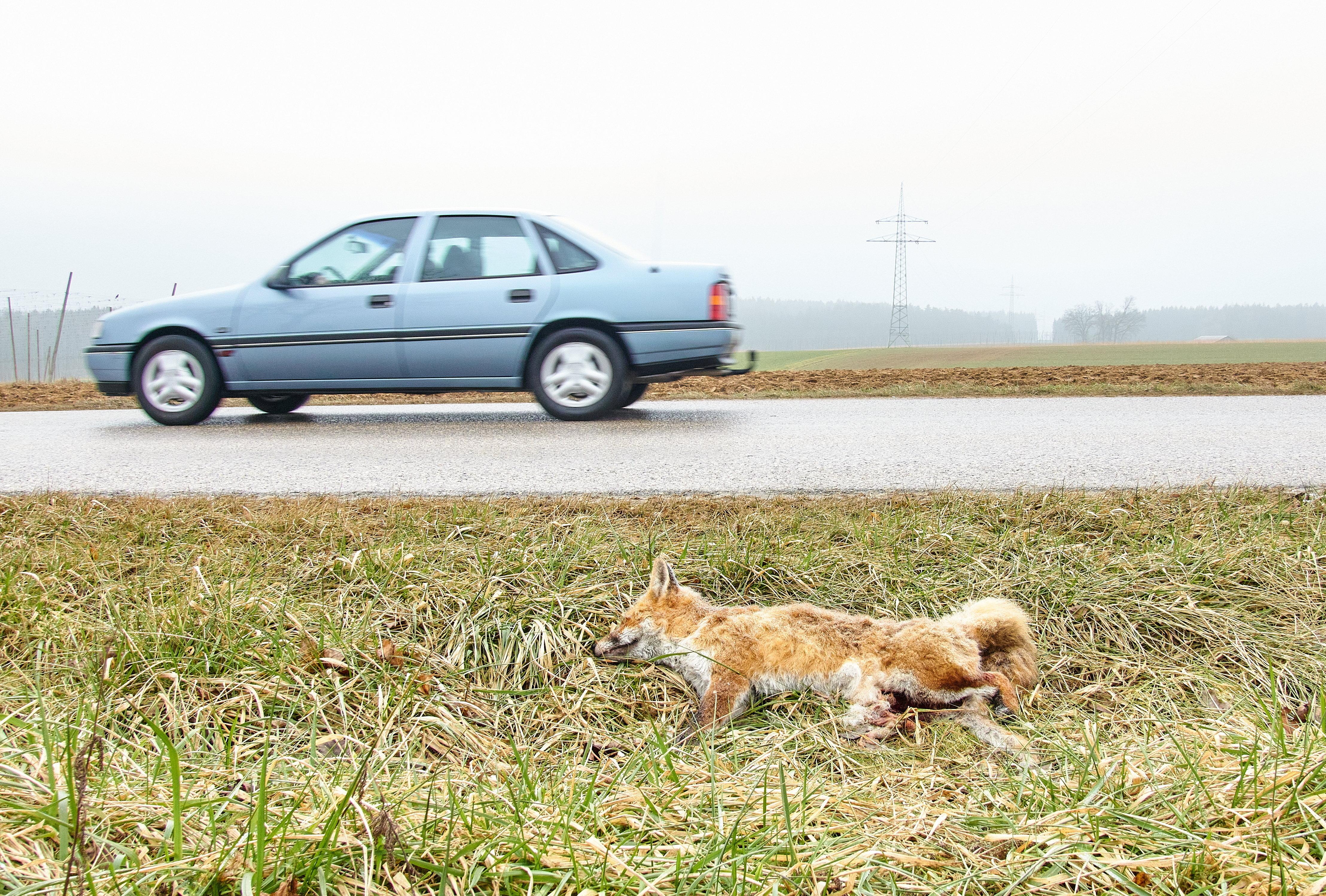 Toter Fuchs am Straßenrand.