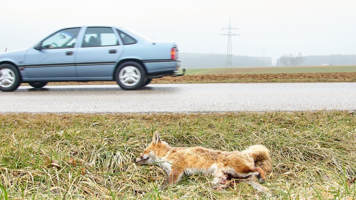 Toter Fuchs am Straßenrand.