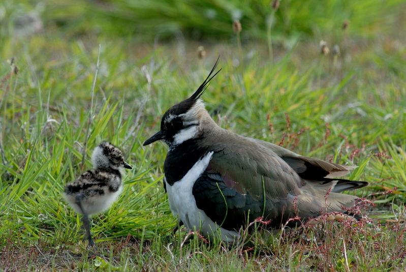 Kiebitz mit Küken im Gras