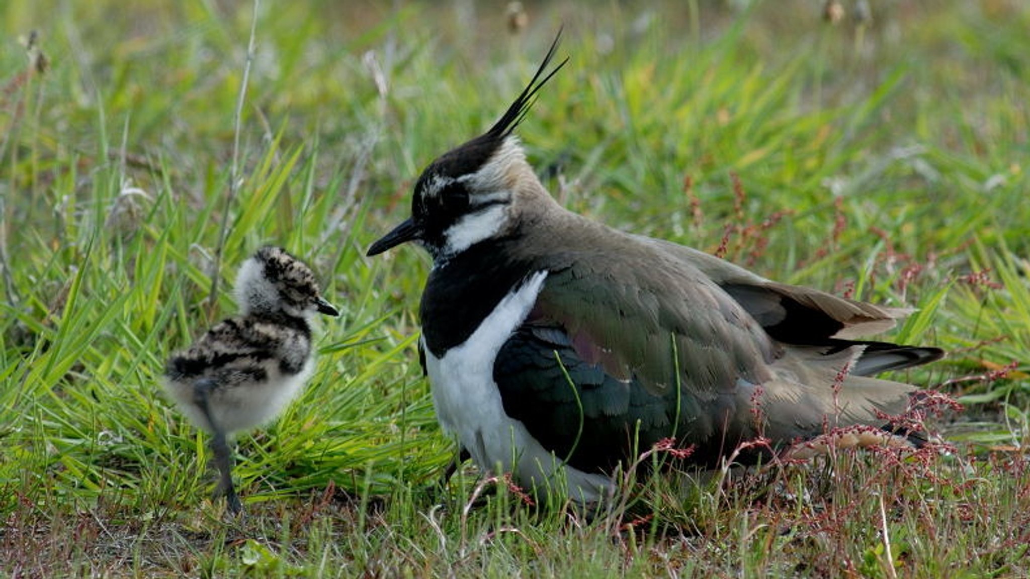 Kiebitz mit Küken im Gras