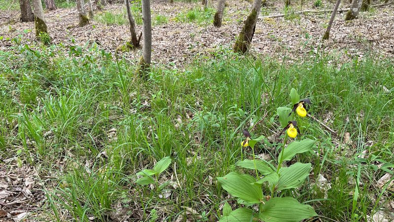 Ein Exemplar des Gelben Frauenschuhs, einer sehr seltenen Orchideenart, blüht noch, im Auwald bei Oberndorf. Daneben wurde offenbar durch Spritzmitteleinsatz der Bodenbewuchs zerstört.