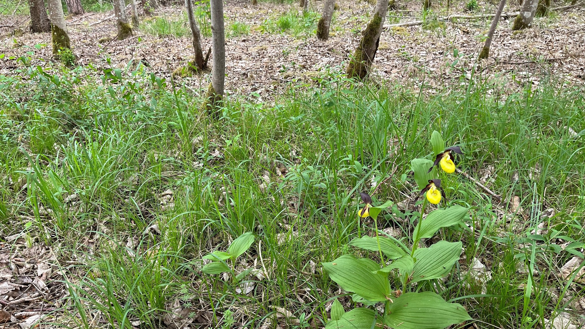 "Naturfrevel" im Auwald: Seltene Orchideenart vernichtet