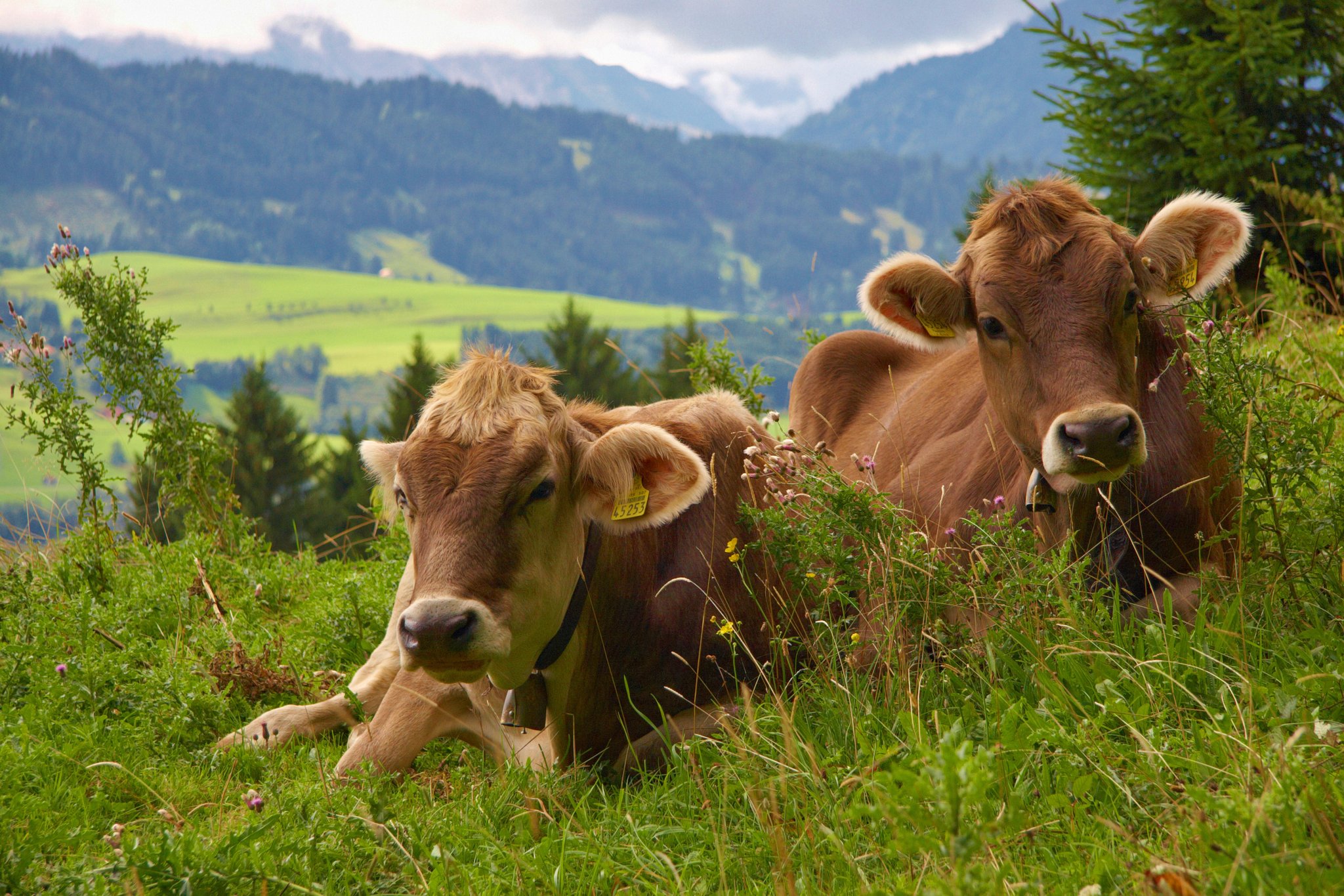 Heumilchlust und Käseglück