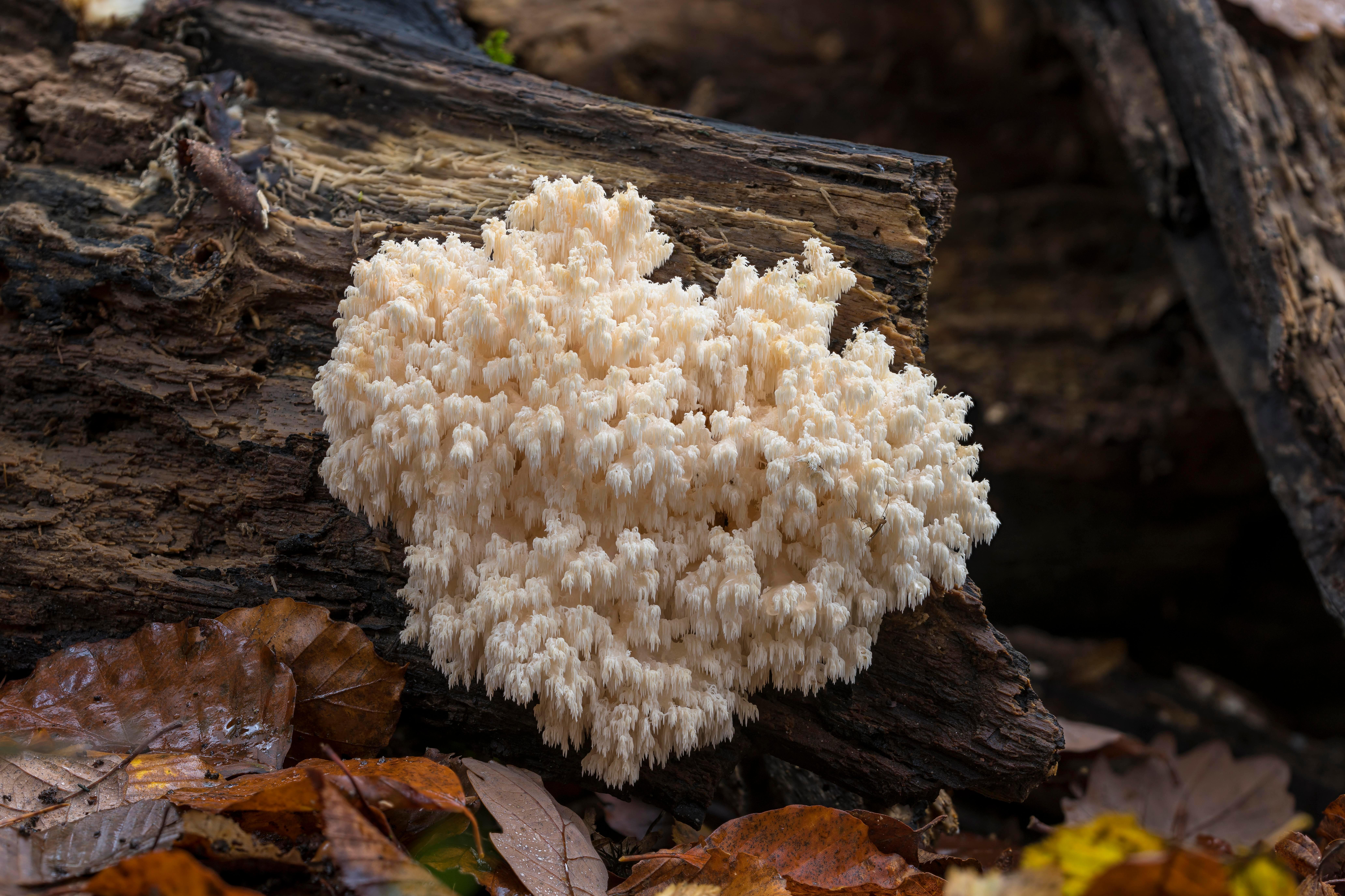 Ästiger Stachelbart 