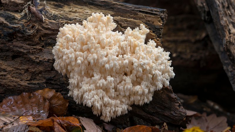 Ästiger Stachelbart | Bild: picture alliance / imageBROKER | Georg Stelzner Ästiger Stachelbart