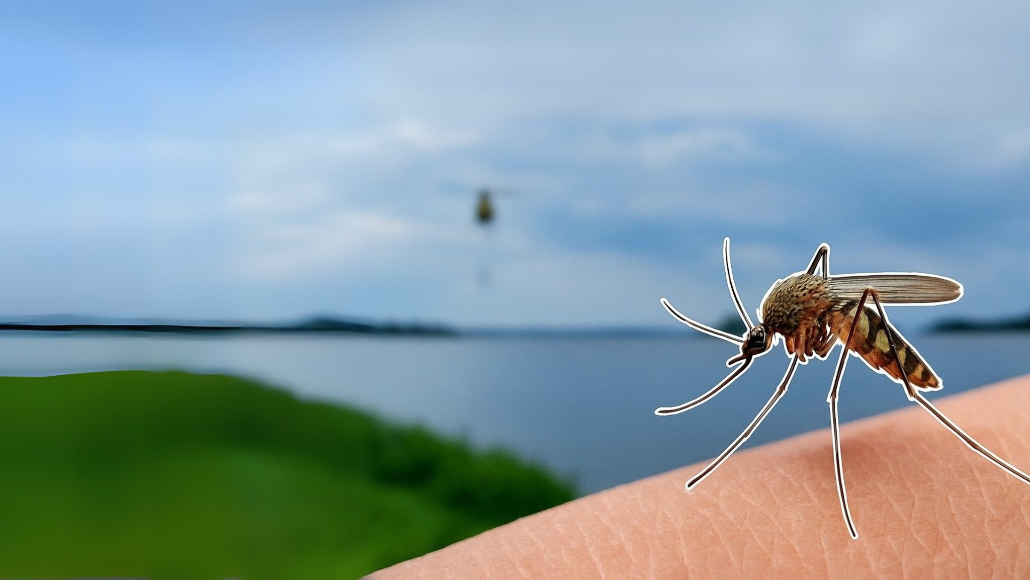 Symbolbild: Milliarden Mücken plagen Sommer für Sommer die Menschen am Chiemsee - Gäste bleiben fern, Einnahmen sinken.