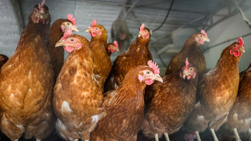 Hühner stehen in einem Stall eines Betriebes (Symbolfoto)