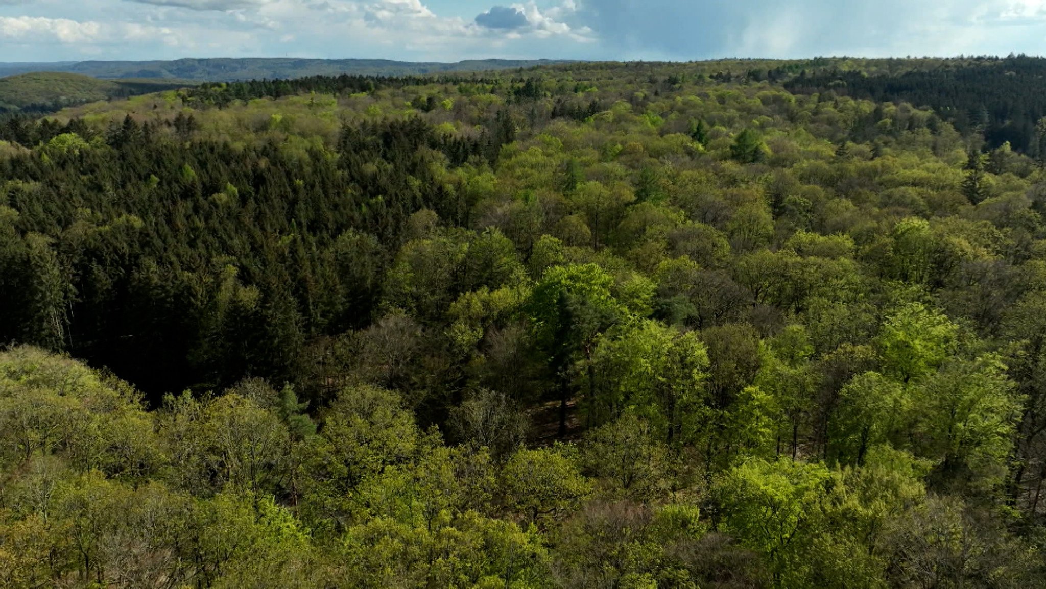 Nach wie vor haben sich die allermeisten Bäume im deutschen Wald nicht von Hitze und Trockenheit der letzten Jahre erholt. | Bild: Bayerischer Rundfunk 2026 Nach wie vor haben sich die allermeisten Bäume im deutschen Wald nicht von Hitze und Trockenheit der letzten Jahre erholt.
