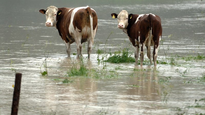 Kühe auf einer überfluteten Wiese | Bild: pa/dpa/Peter Kneffel Kühe auf einer überfluteten Wiese