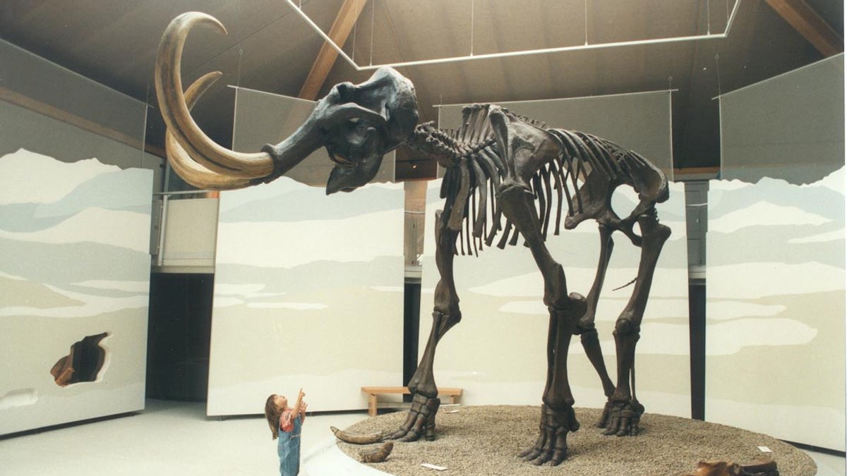 Ein echtes Mammutskelett steht im Naturkundemuseum. 