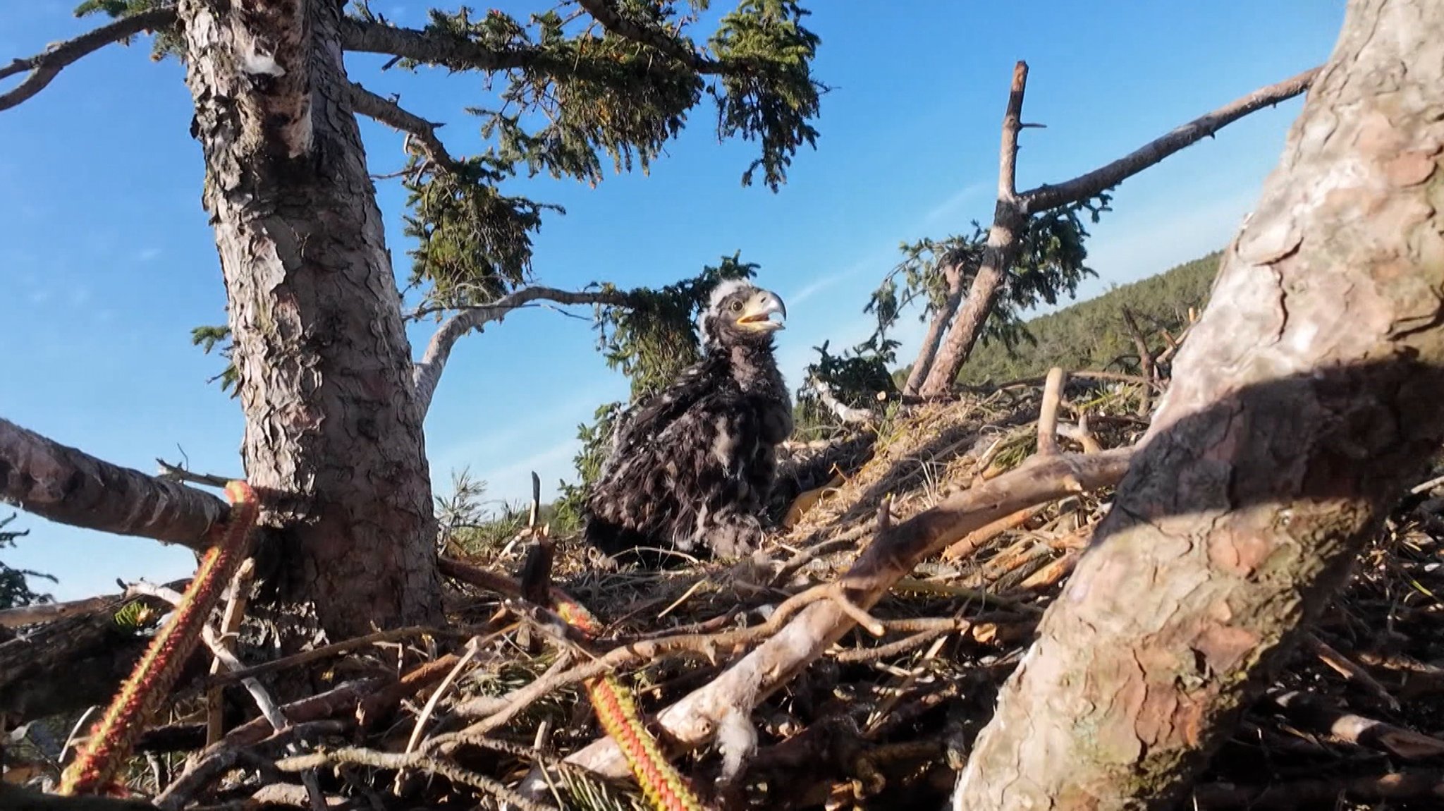 Seeadler-Junges im Horst auf einer 27 Meter hohen Fichte | Bild: BR Seeadler-Junges im Horst auf einer 27 Meter hohen Fichte