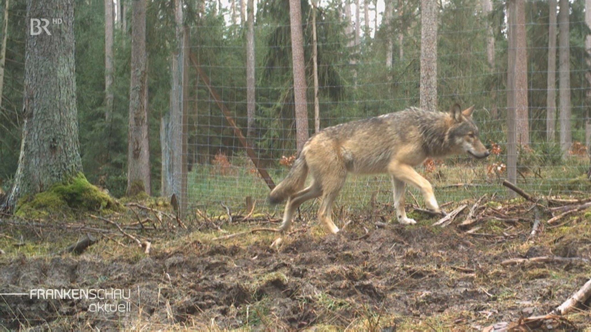 Die Wölfe breiten sich im Veldensteiner Forst aus.