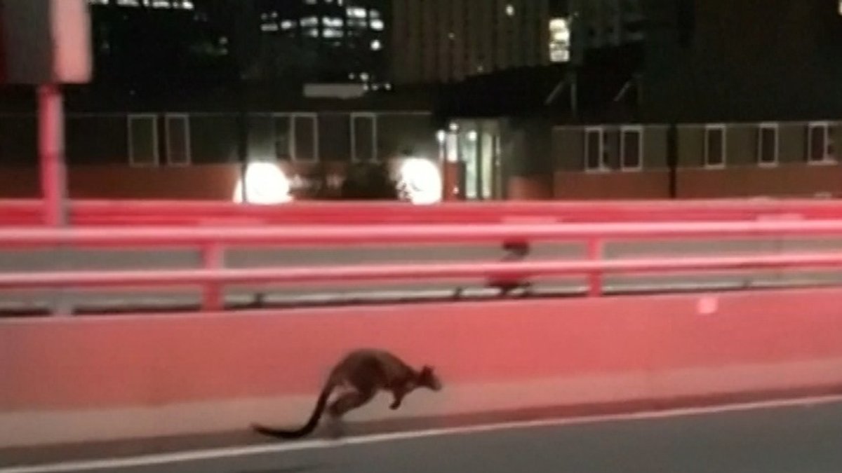 Wallaby hüpft durch Sydney