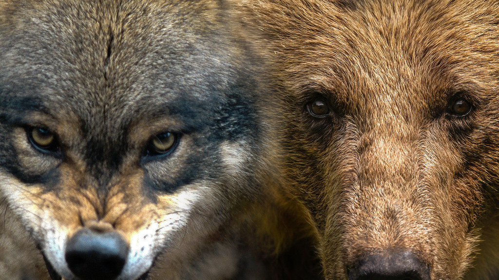 Zuletzt haben ein Bär und möglicherweise ein Wolf mehrfach Schafe gerissen. Die Politik streitet, ob Bayern auf die Raubtiere vorbereitet ist. | Bild: dpa/Zoonar | Ralf Bitzer, blickwinkel/G. Kopp, Montage: BR Zuletzt haben ein Bär und möglicherweise ein Wolf mehrfach Schafe gerissen. Die Politik streitet, ob Bayern auf die Raubtiere vorbereitet ist.