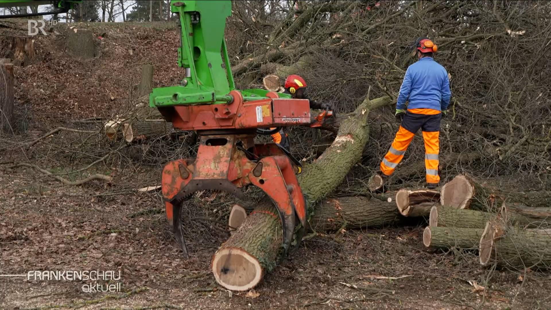 Ein Bauarbeiter neben einem gefällten Baum und einer Maschine.
