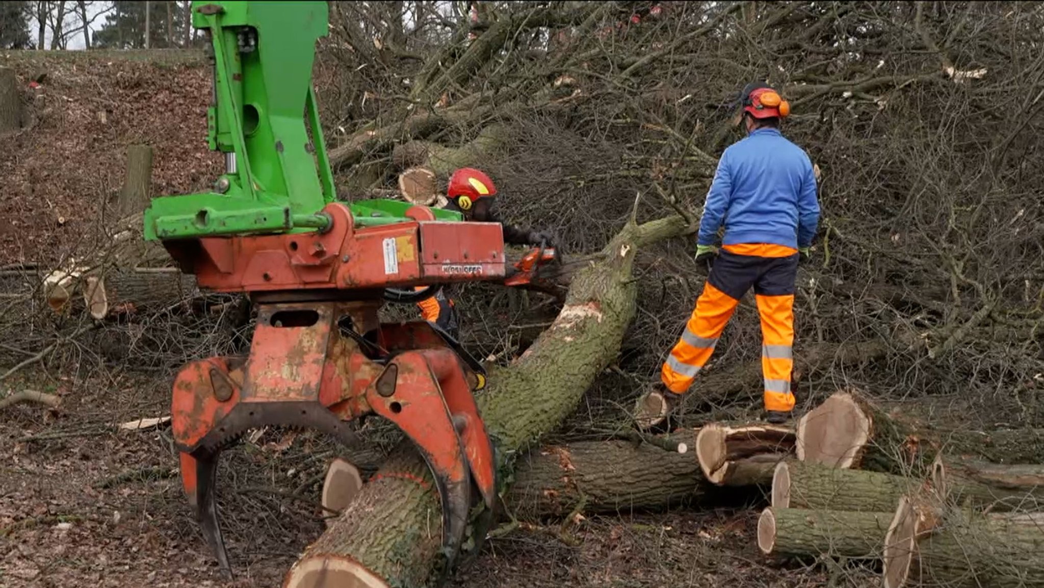 Ein Bauarbeiter neben einem gefällten Baum und einer Maschine.