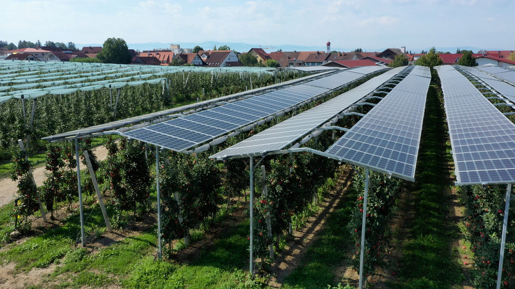 Photovoltaik-Anlage über der Apfel-Plantage: Der Test in Kressbronn läuft gut.