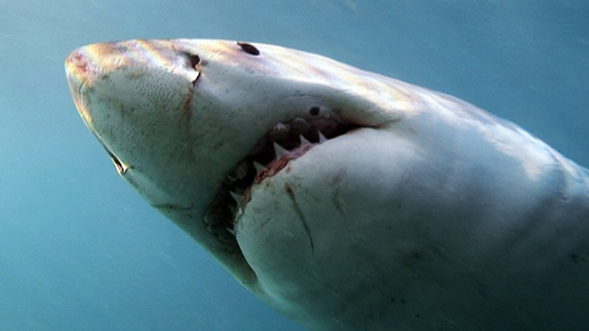 Der Weiße Hai mit einer Spezialkamera von unten aufgenommen. Aus der Sendung "Welt der Tiere"