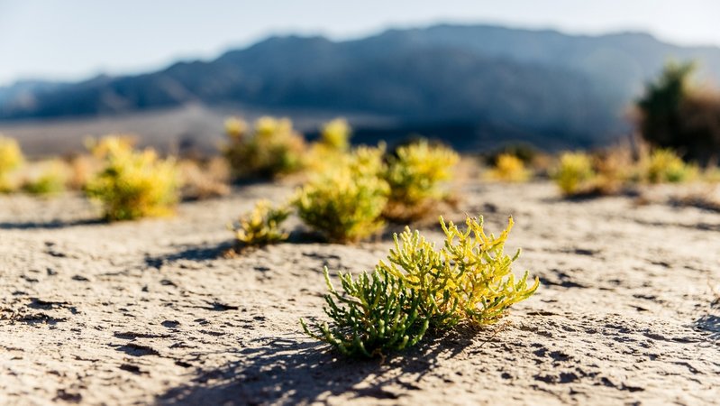 Wüstenlandschaften wie diese im Death Valley National Park in Kalifornien könnten durch den Klimawandel und die Erderwärmung zunehmen. Die Landnutzung für Landwirtschaft wird problematischer.