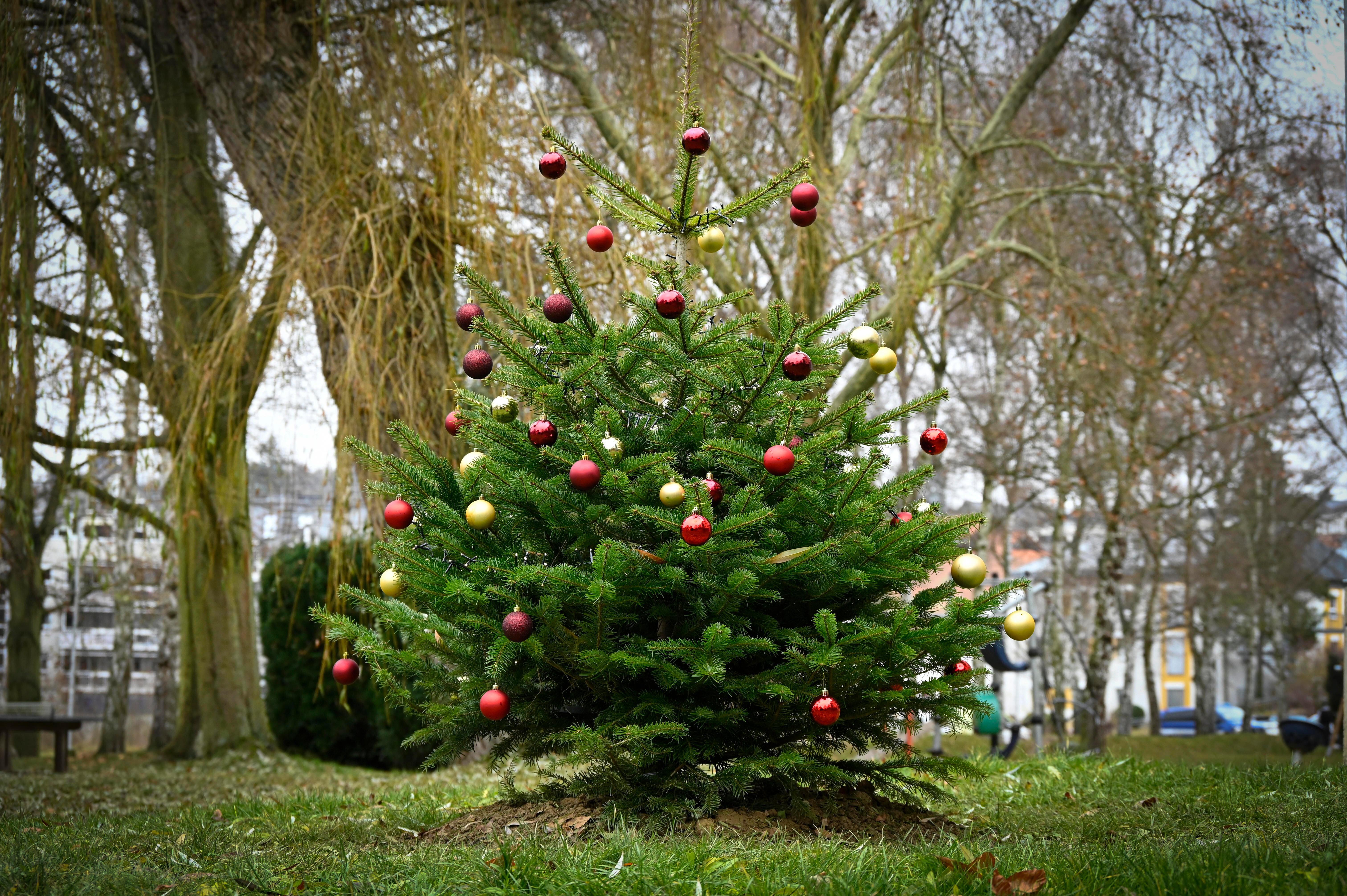 Ein mit Christbaumkugeln geschmückter Baum steht in einem Park, es liegt kein Schnee.