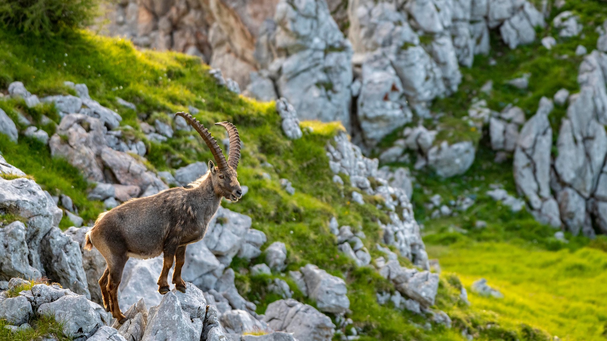 Immer mehr Drohnen stören die Natur