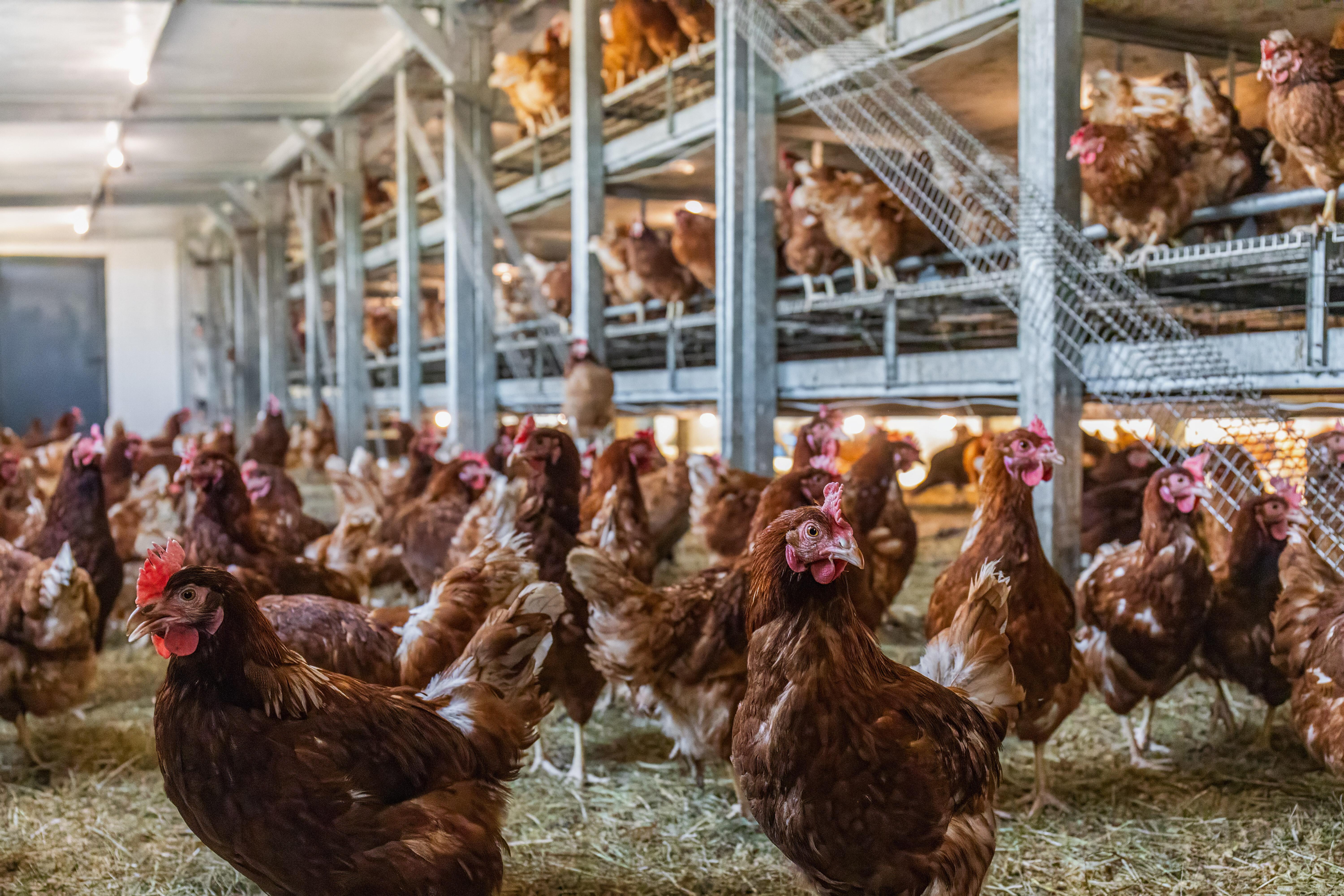 Symbolbild: Hühner in einem Stall 