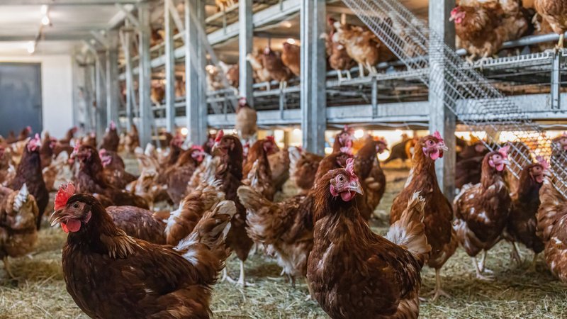 Symbolbild: Hühner in einem Stall | Bild: picture alliance/dpa | Christian Lademann Symbolbild: Hühner in einem Stall