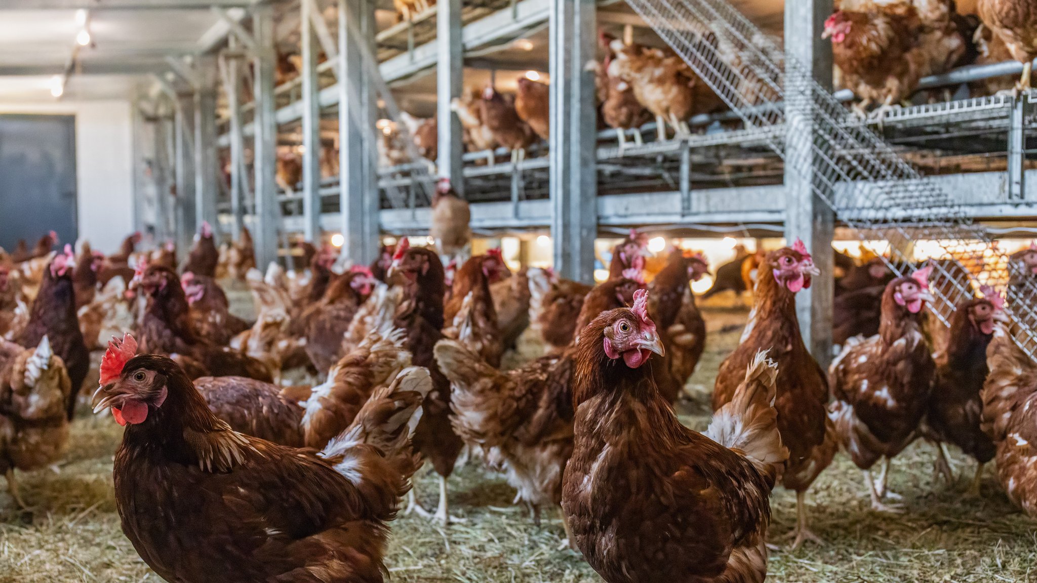 Symbolbild: Hühner in einem Stall | Bild: picture alliance/dpa | Christian Lademann Symbolbild: Hühner in einem Stall
