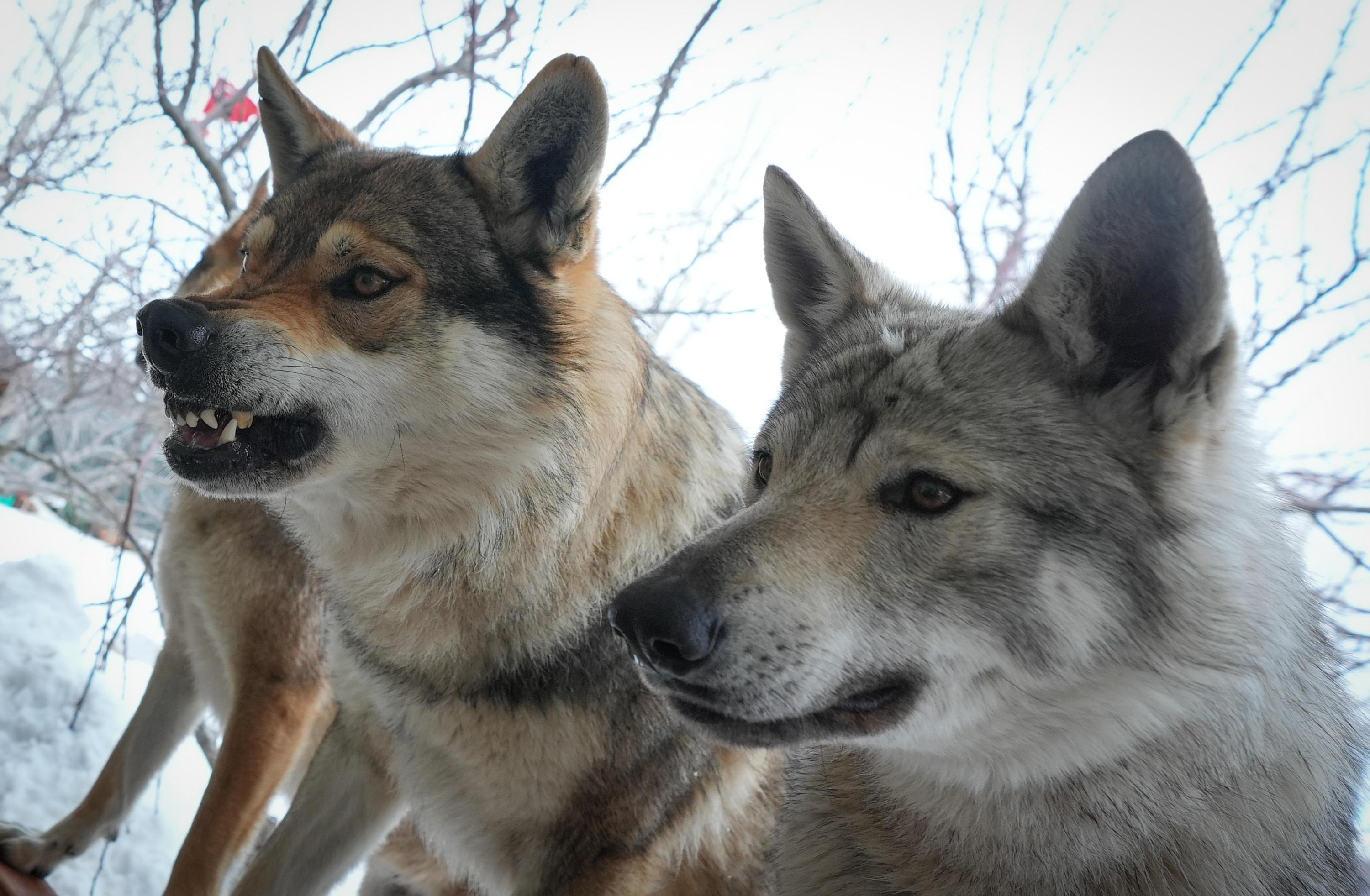 (Symbolbild): Wölfe