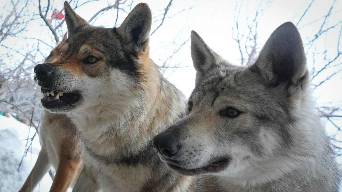 Jagd auf den Wolf: Das steht im neuen Gesetz