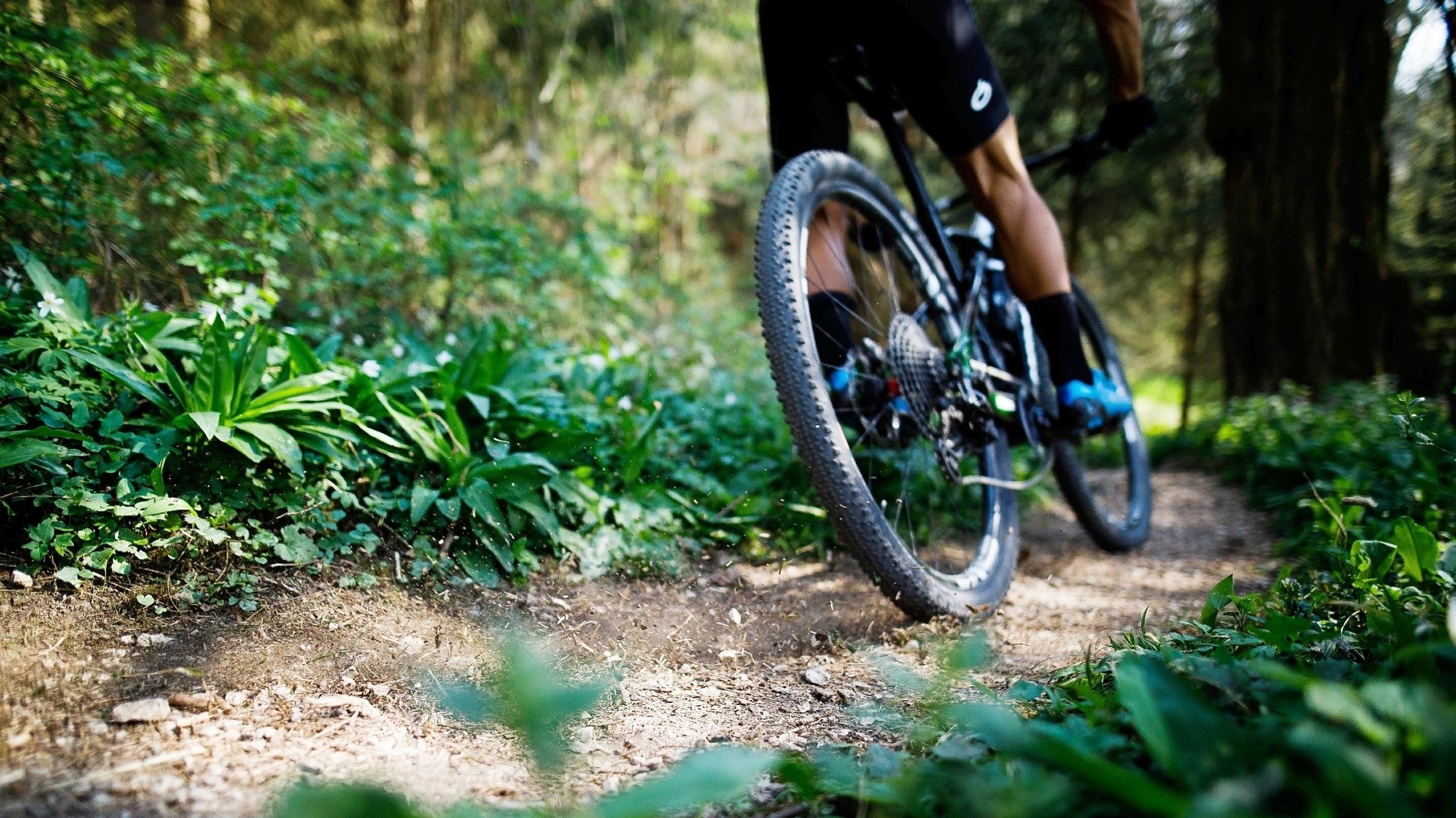Mountainbikefahrer im Wald | Bild: picture-alliance/Philipp von Ditfurth Mountainbikefahrer im Wald