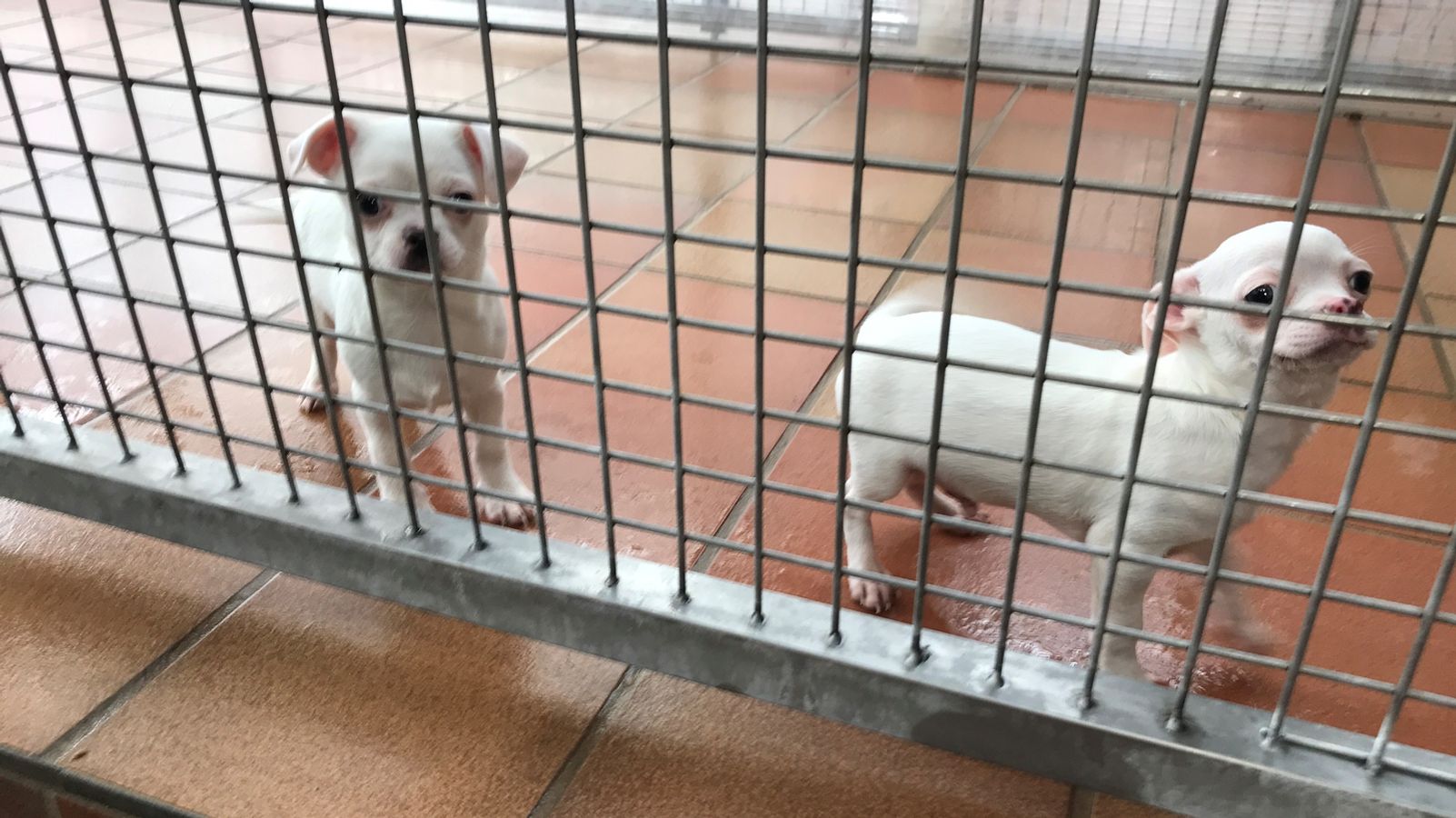 welpen boom in der pandemie tierschutzer schlagen alarm br24