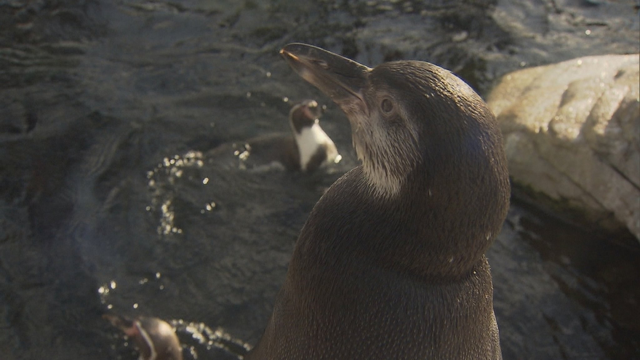 Warum bekommen Pinguine keine kalten Füße?