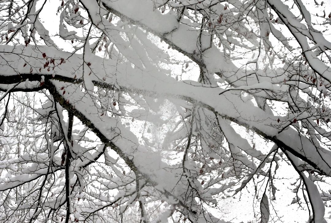 Mit Schnee beladene Äste eines Baumes (Symbolbild)