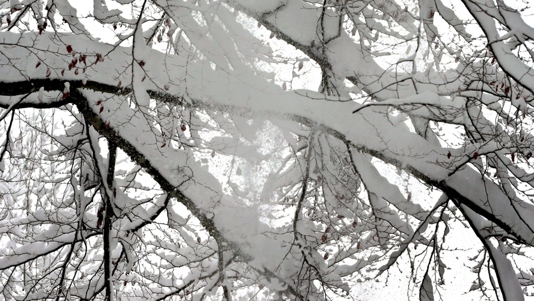 Mit Schnee beladene Äste eines Baumes (Symbolbild) | Bild: dpa-Bildfunk/Karl-Josef Hildenbrand Mit Schnee beladene Äste eines Baumes (Symbolbild)