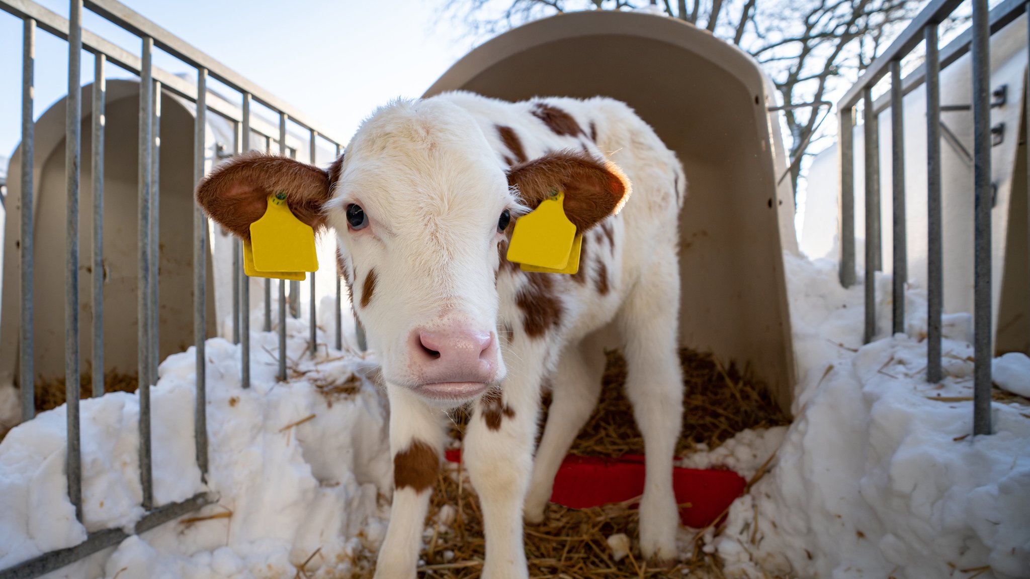 Bekommen neugeborene Kälber im Winter einen Kälteschock?