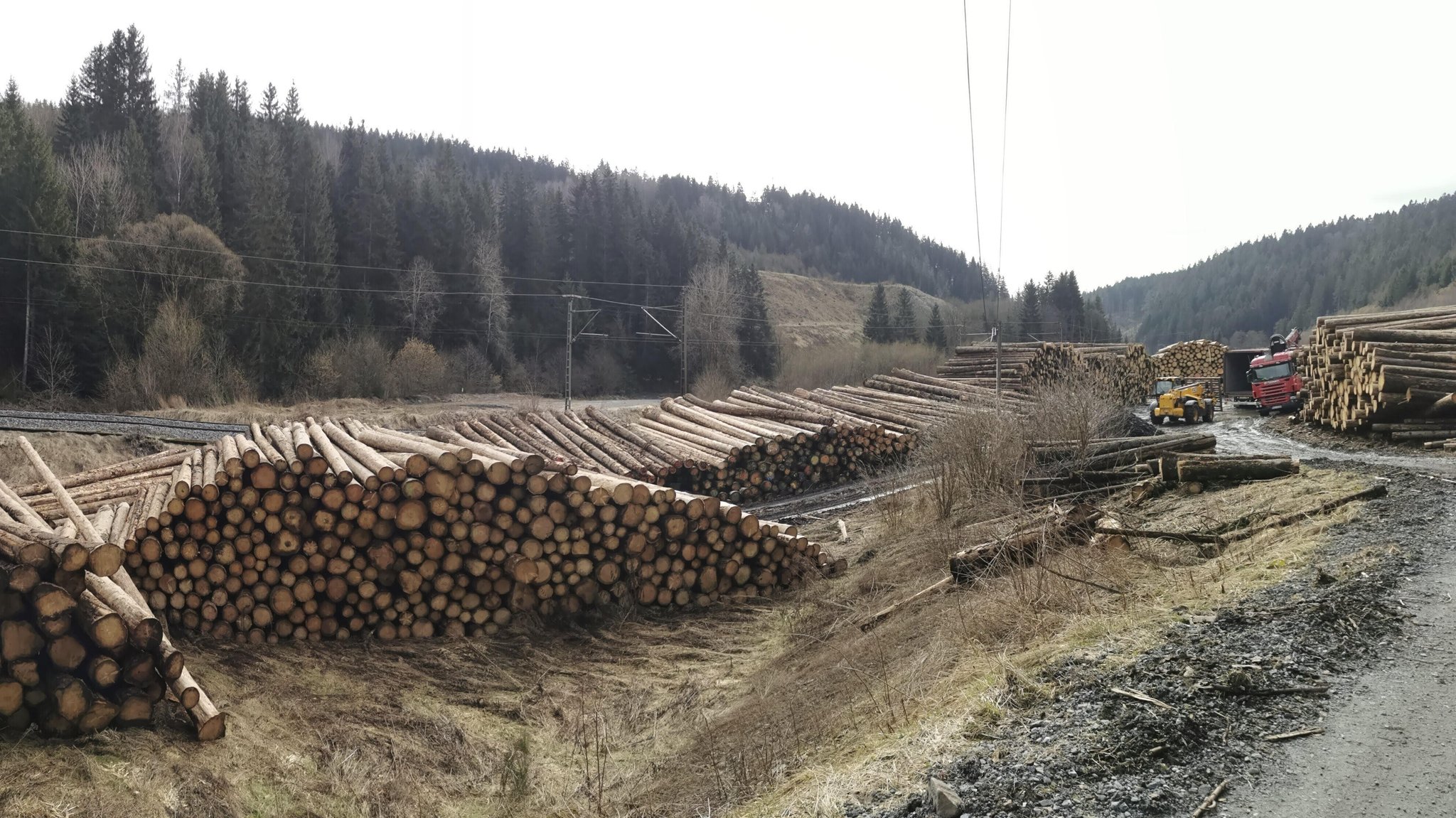 Von Dürre und Borkenkäfer zerstörte Fichten im Frankenwald