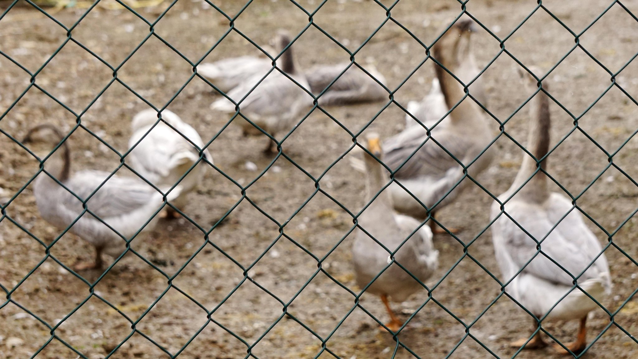 Geflügel hinter Maschendrahtzaun.